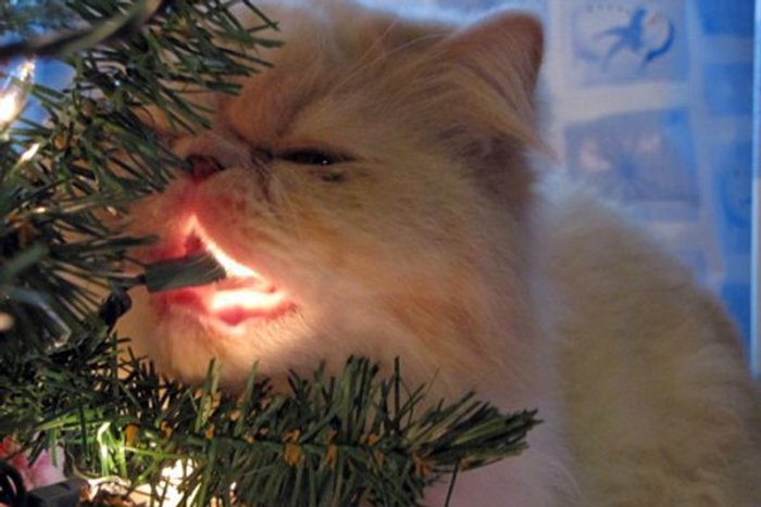 xmas-cat-confess-01_c0rn8.jpg