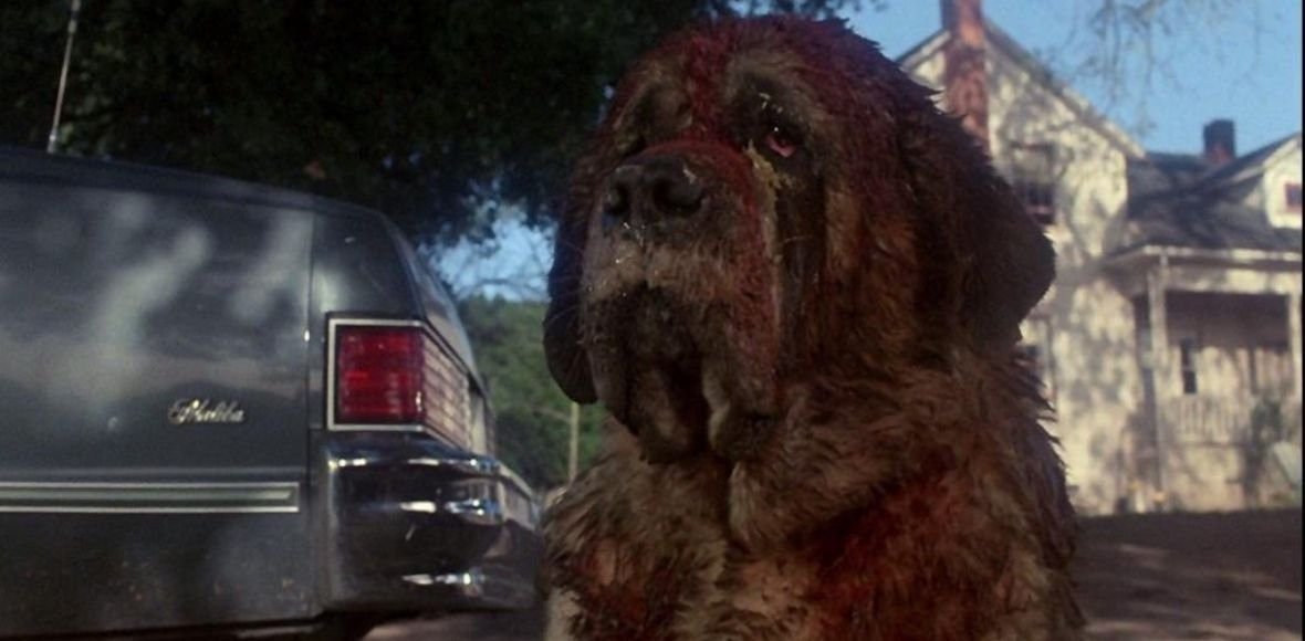 Netflix bierze się za adaptację „Cujo” Stephena Kinga. Za sterami ma stanąć twórca „Wieloryba”